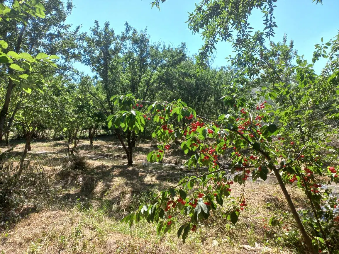 باغ خوش آب و هوا
