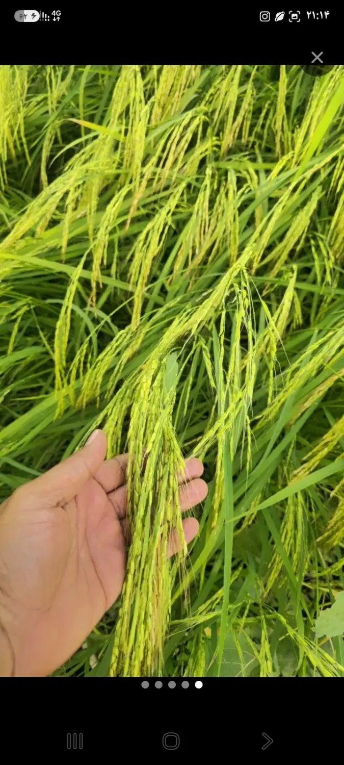 زمین شالیزار مکانیزه
