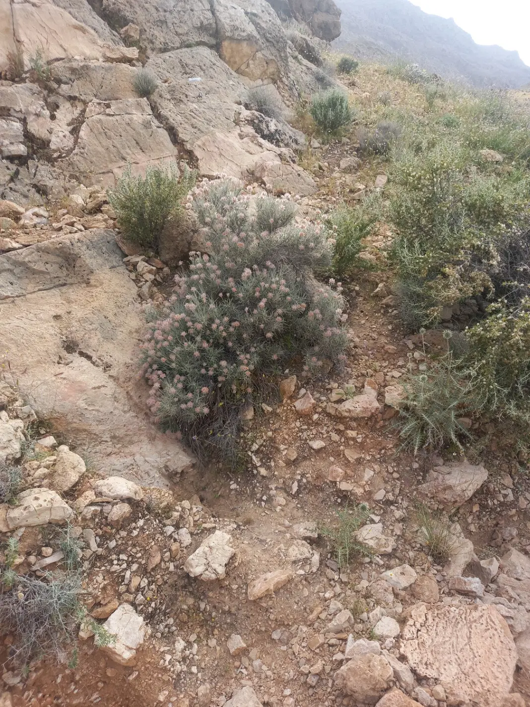 زمین مسکونی