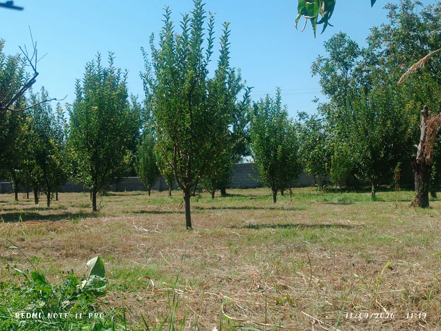 اجاره باغچه سیب