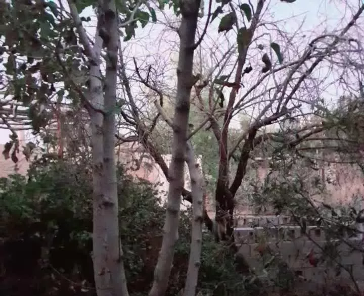 خانه ویلایی (نوفرست)