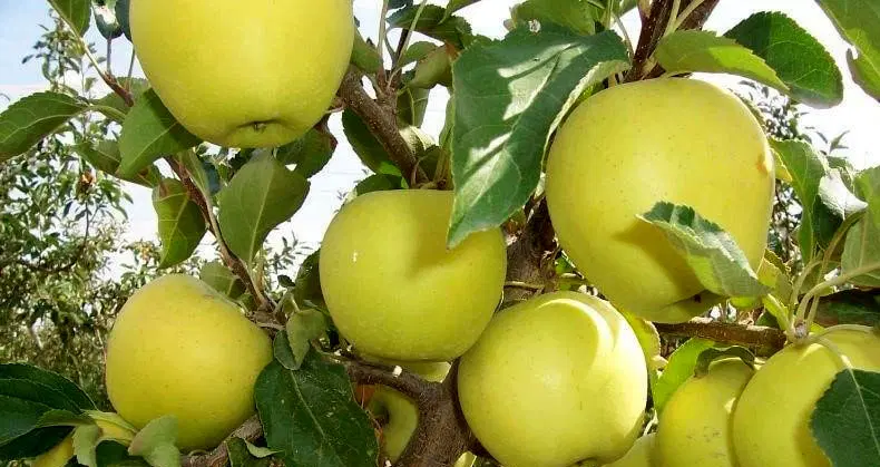 اجاره باغ سیب