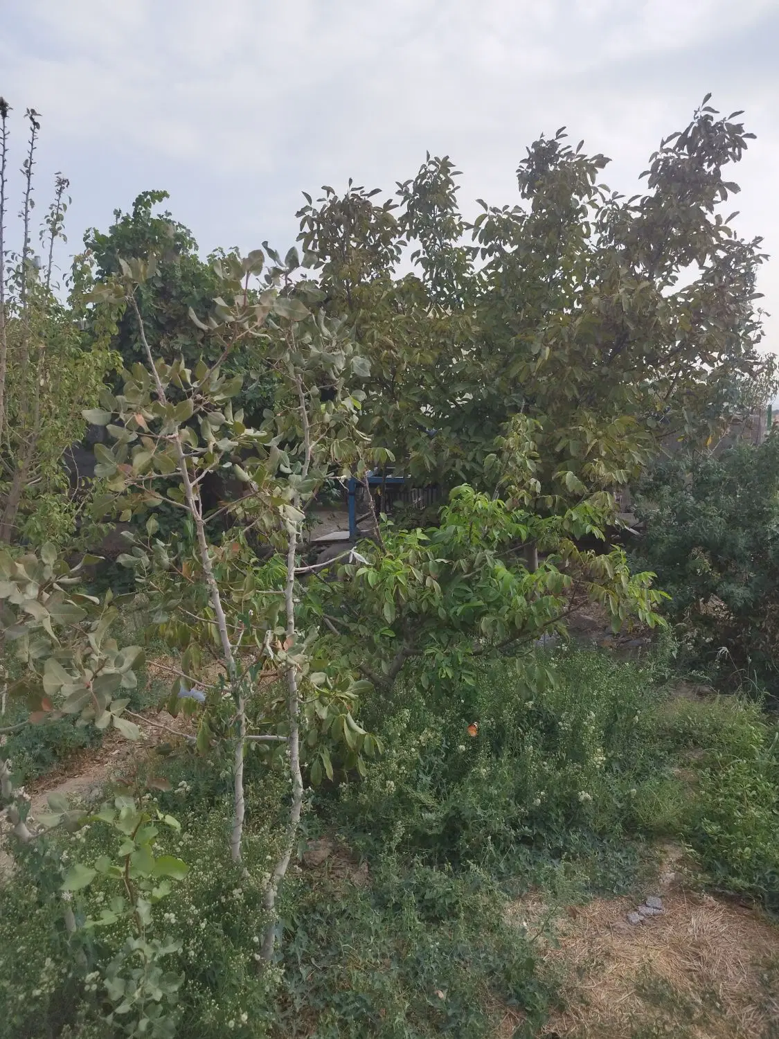 باغ چاه شماره 1 مشجر