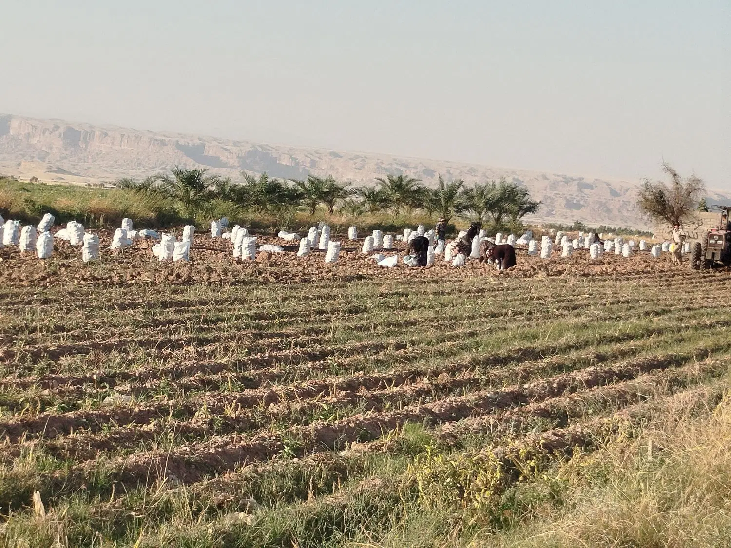 زمین اجاره پشمینه زار جاده کرخه