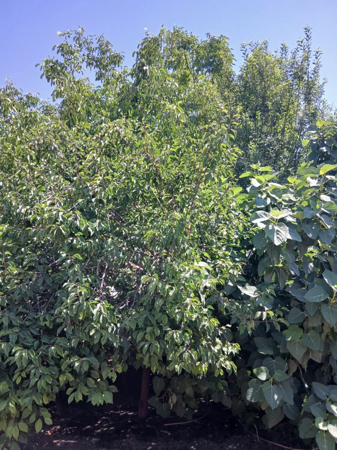 زمین دراربطان