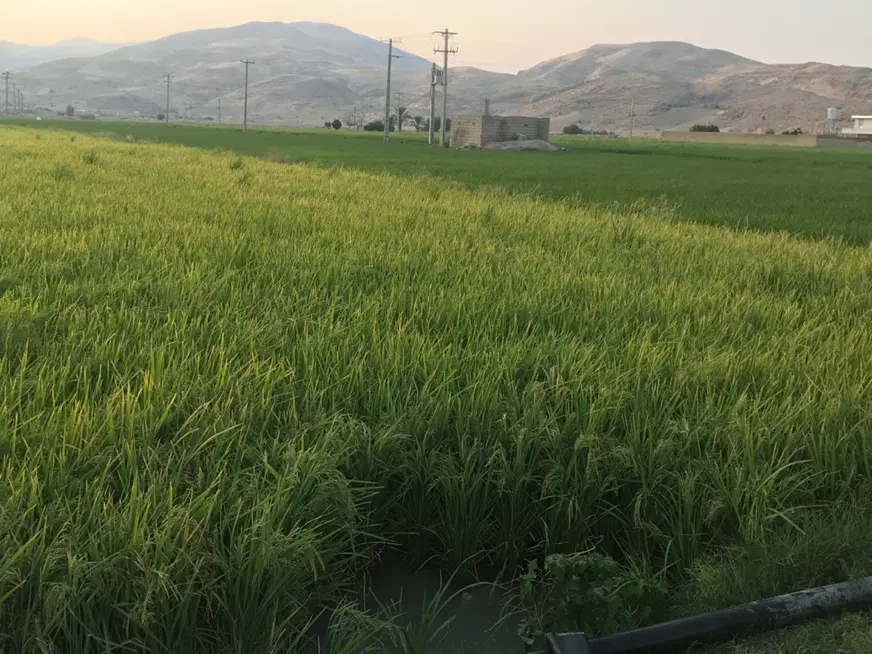 زمین باغ شهری