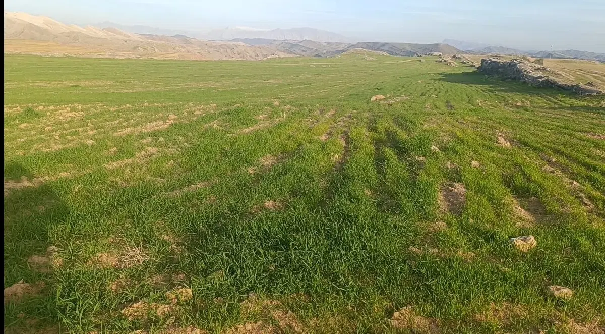 17.5هکتار زمین دیم اجاره دادمیشه