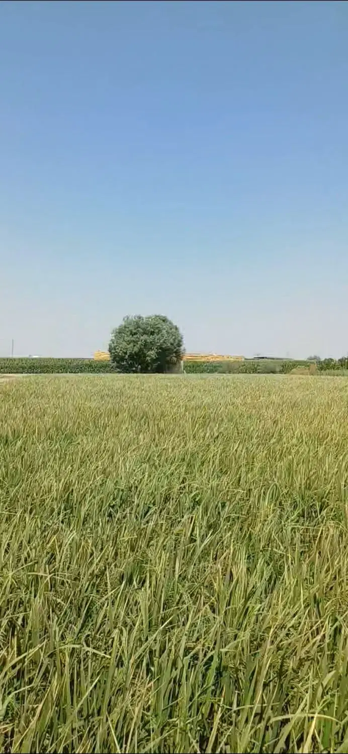 فروش زمین کشاورزی در منطقه مینادشت