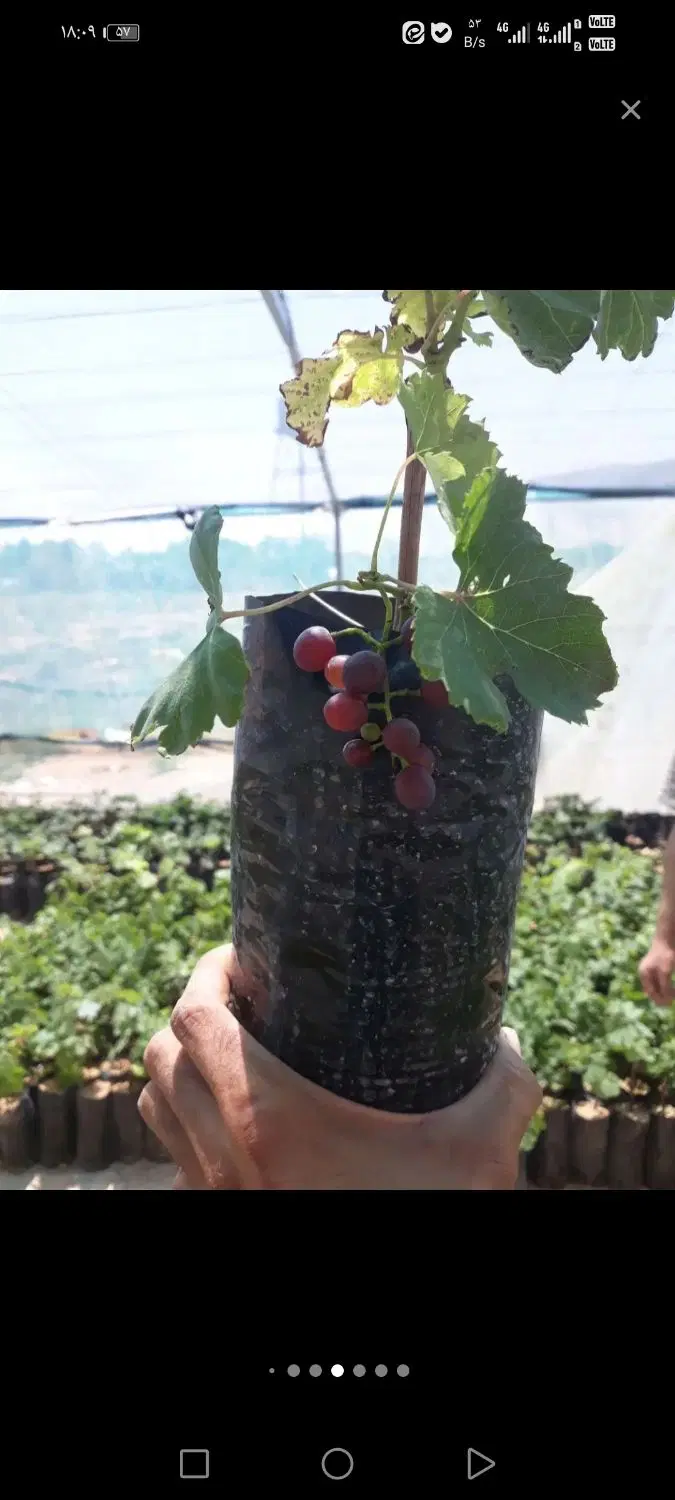 باغ و معاوضه با خونه شیراز