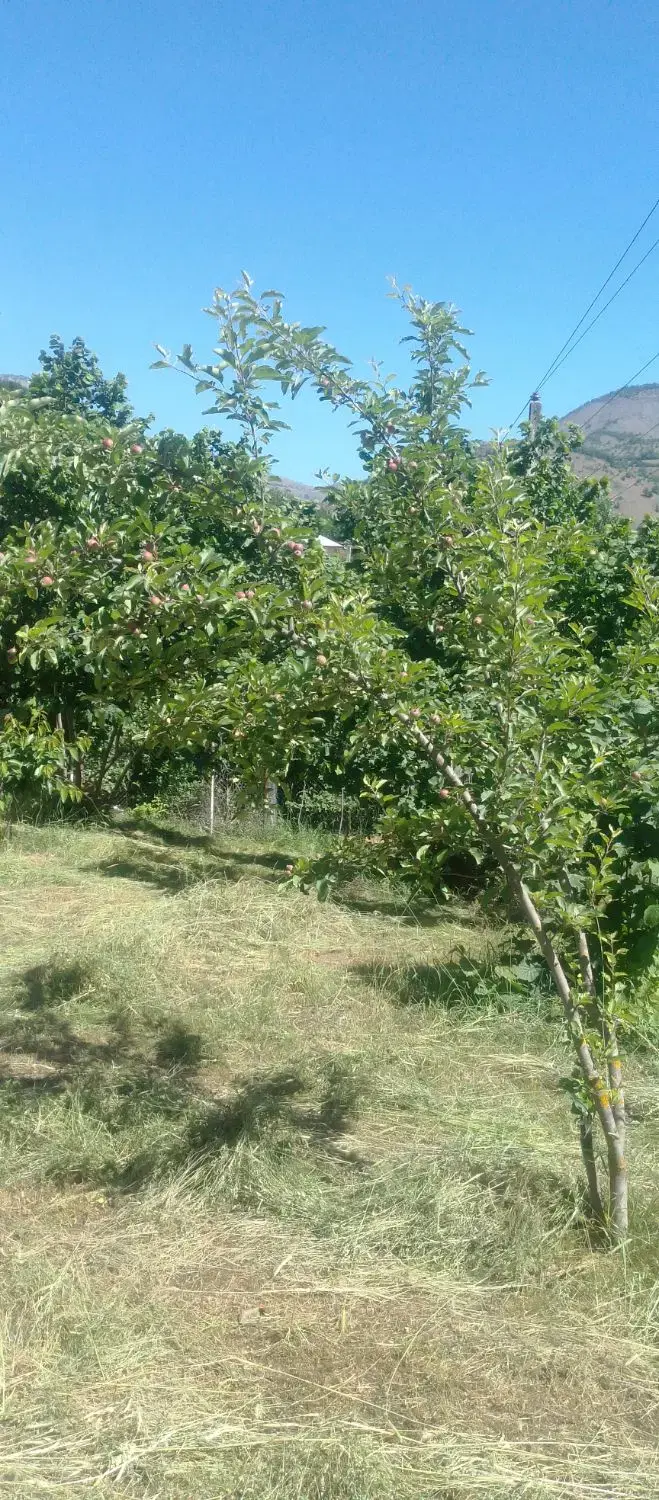 زمین مسکونی مطلاکو ( ییلاق املش )