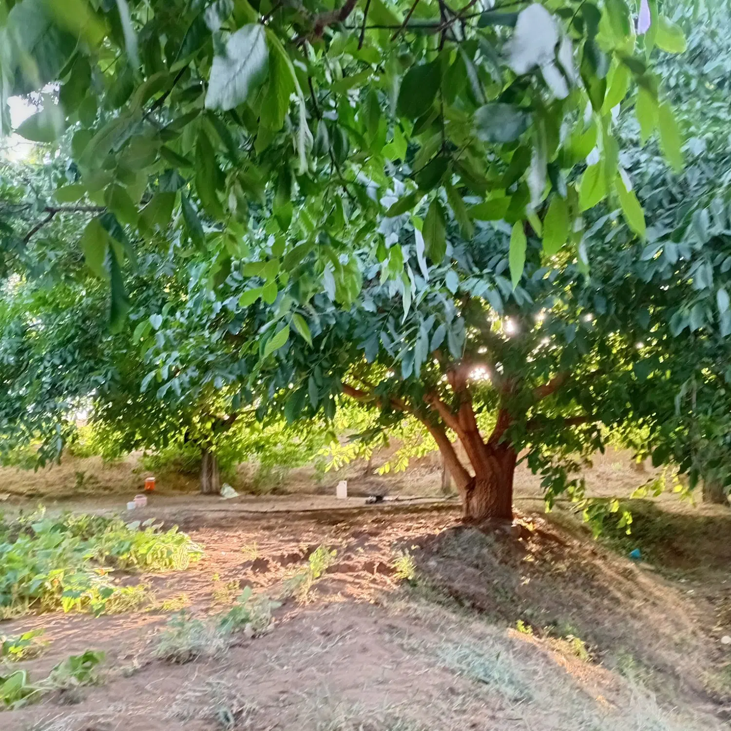 فروش باغ روستای نوزاباد