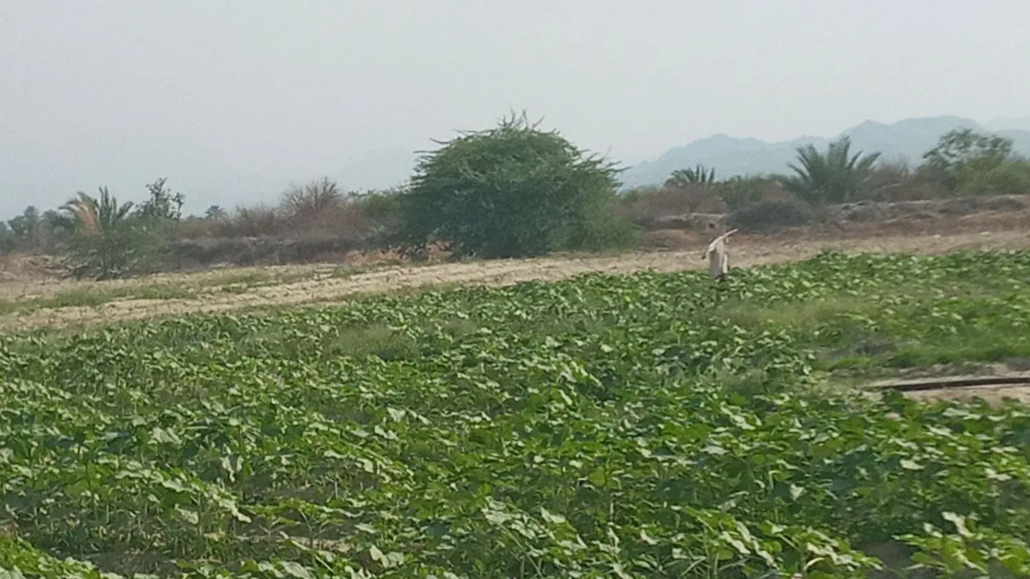 زمین باغی  باکلی امکانات آب‌کافی سندتکبرگ دربیکاه