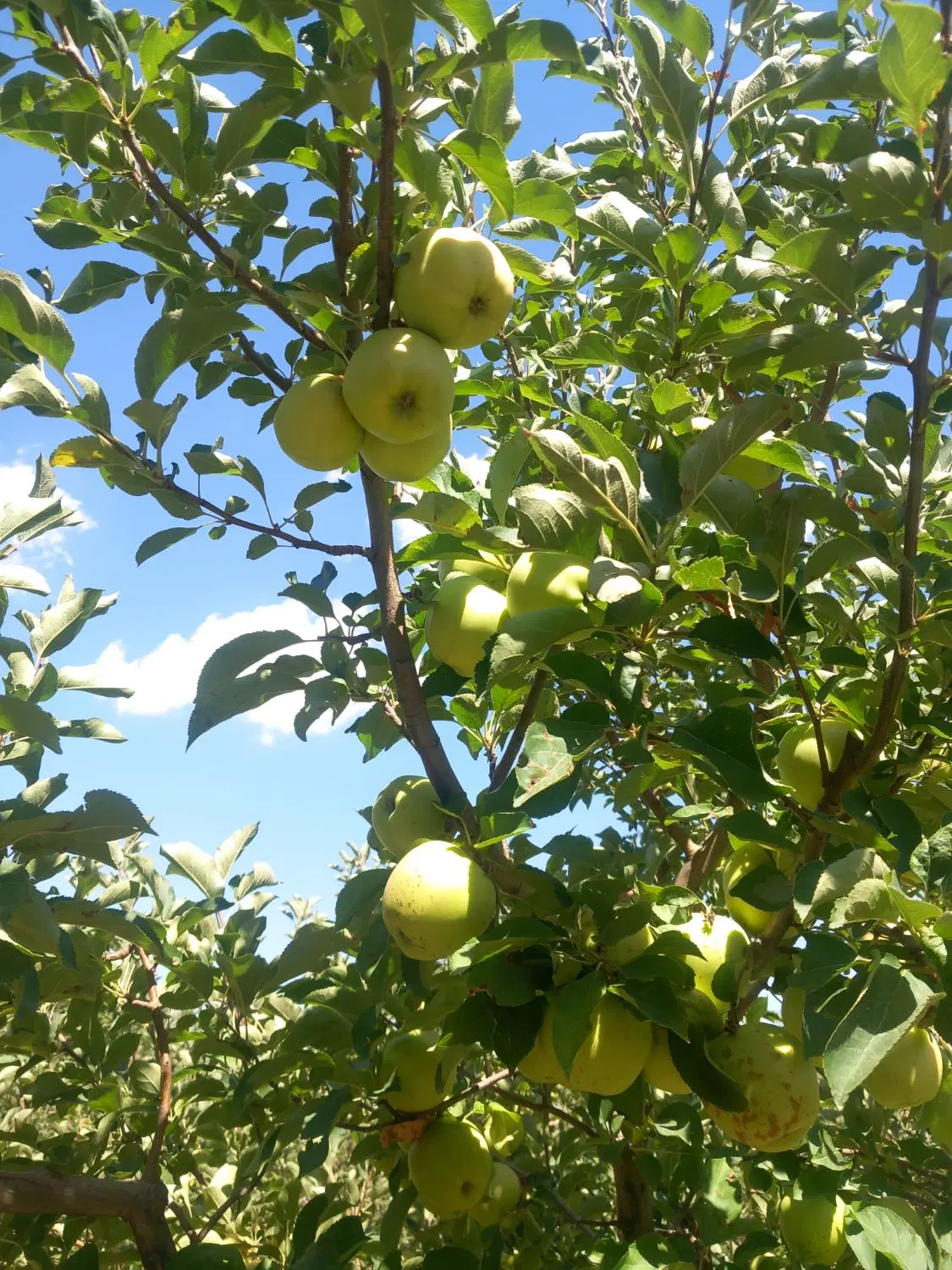 باغ ویلا در سراب روستای داراب