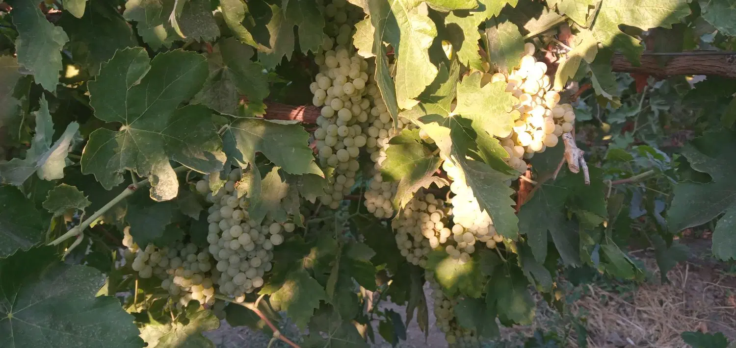 باغ وباغچه جاده سنتو