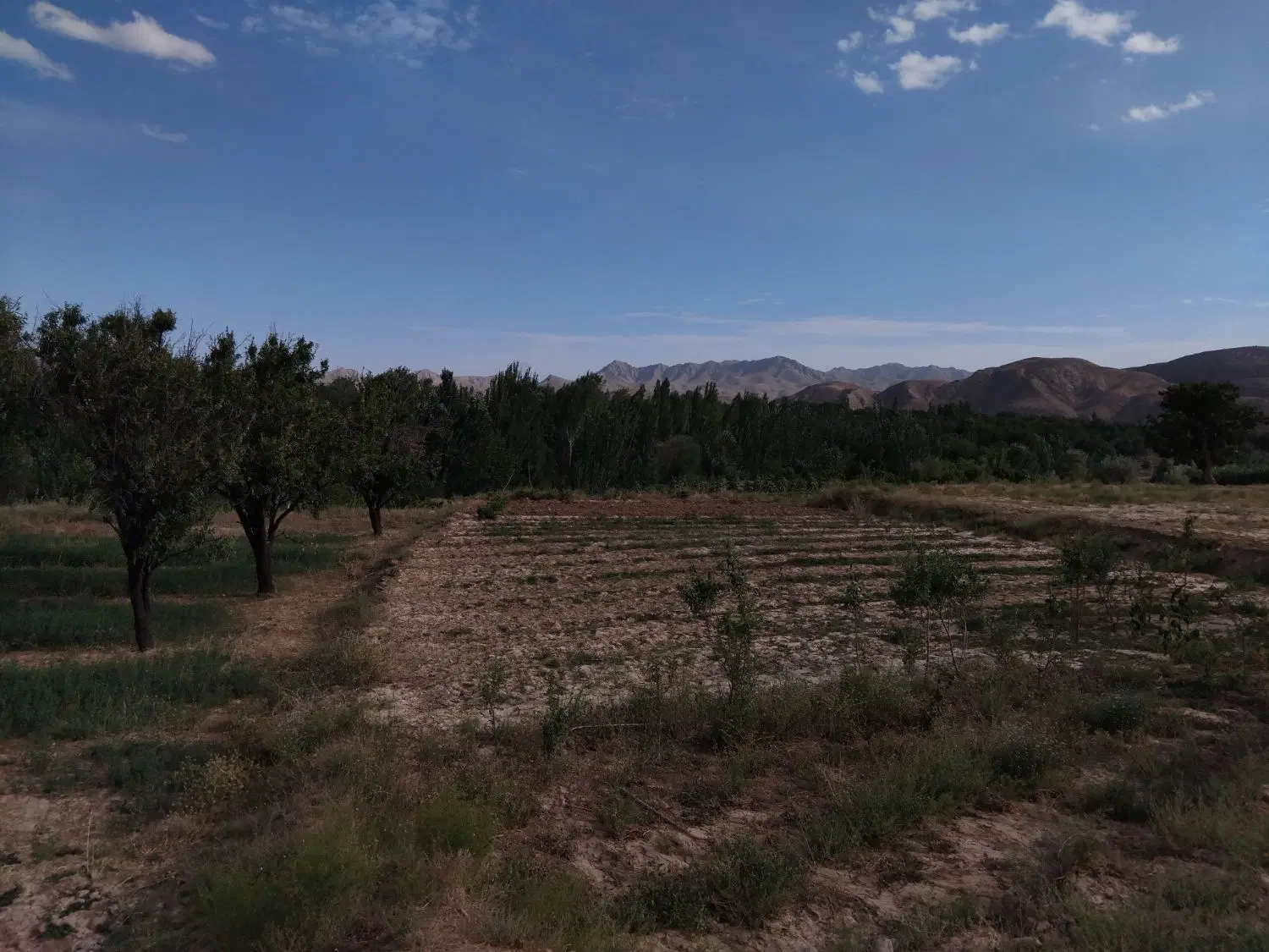 زمین کشاورزی