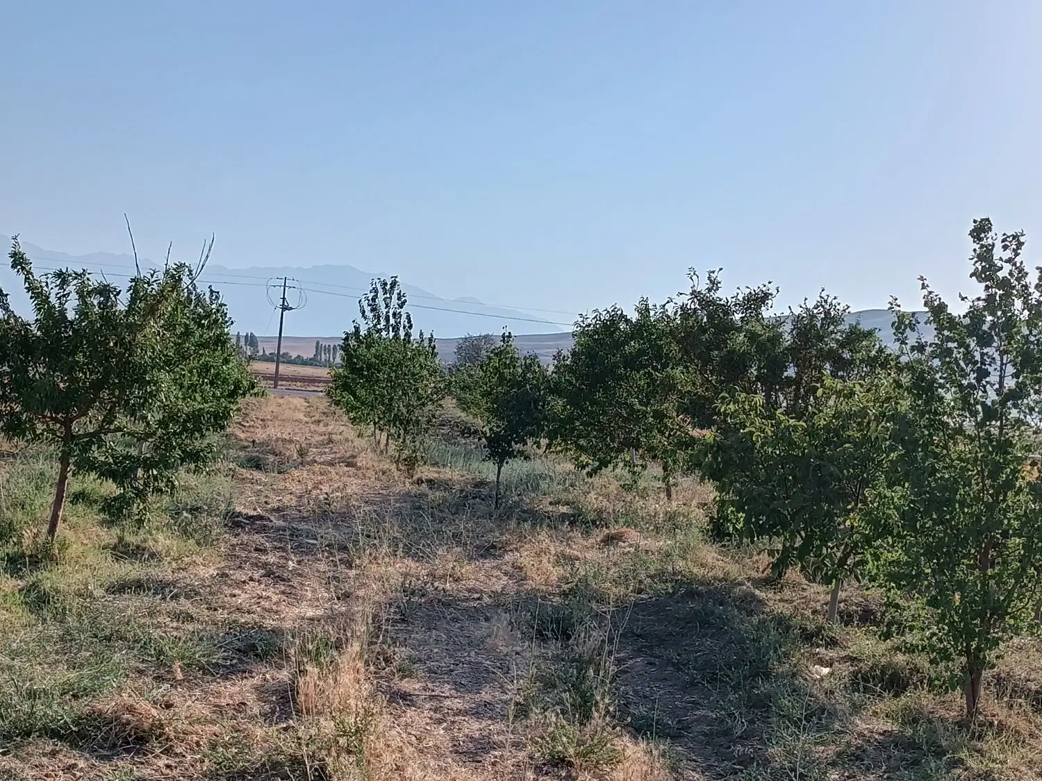 2500 متر باغ استخر دار ، روستای خمه سفلی