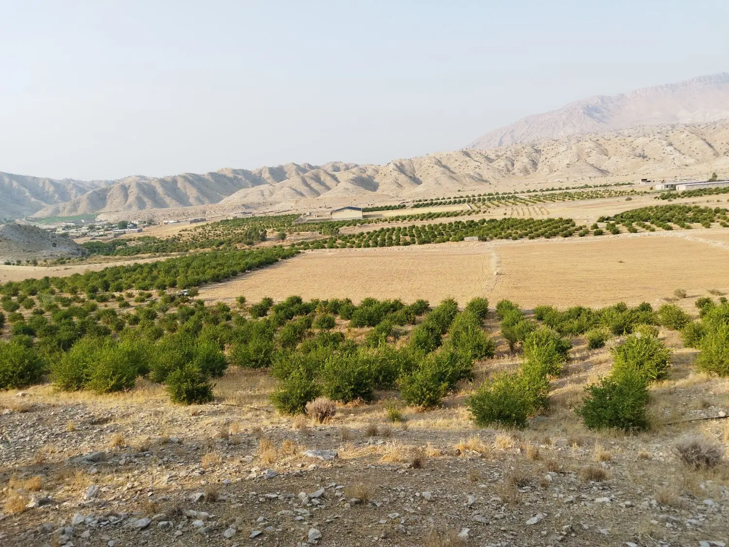 باغ ثمری ۸ ساله
