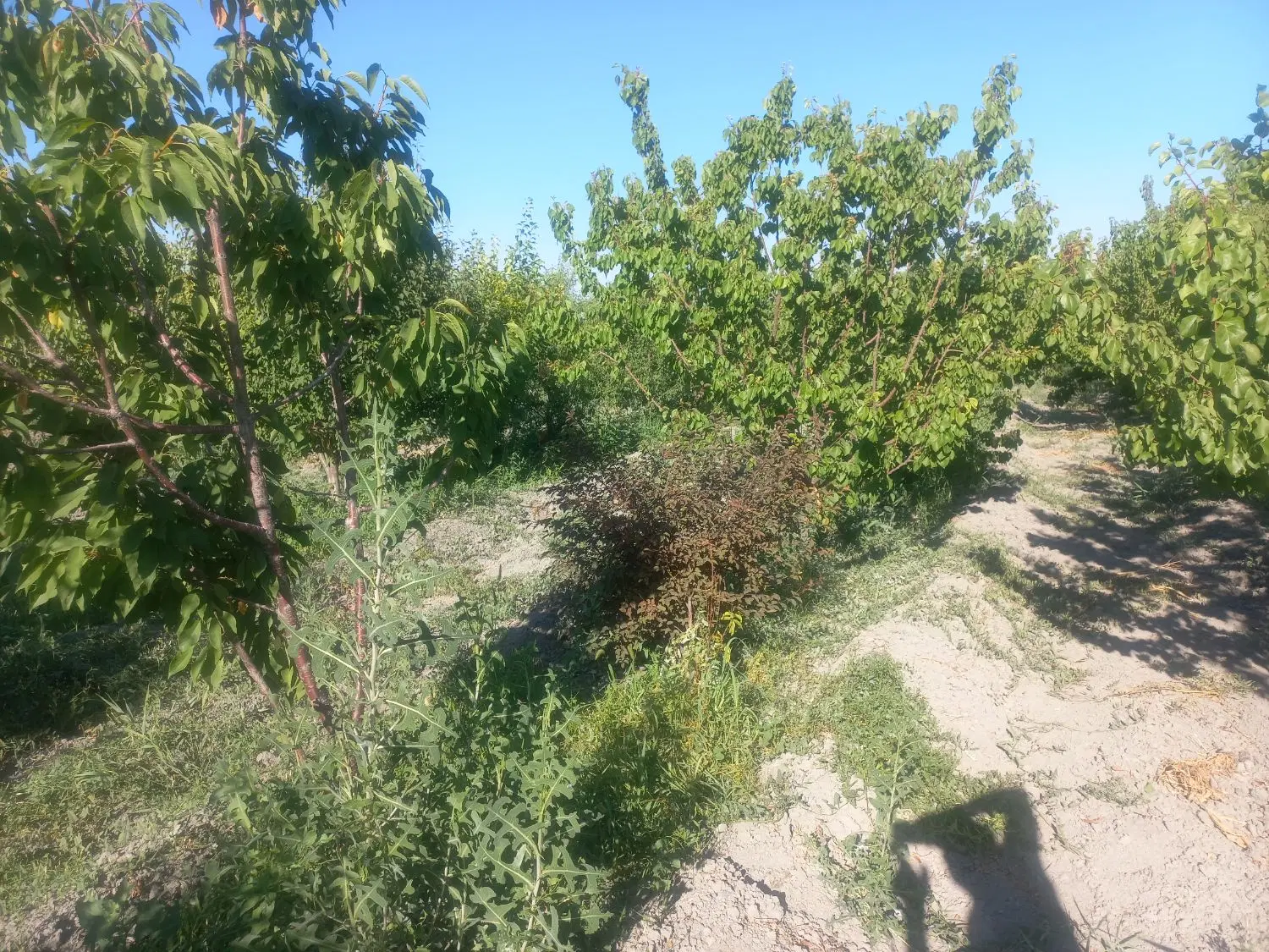 ۱۲۰۰مترباغچه الوان چهاردیواری نزدیک موقعیت خوب