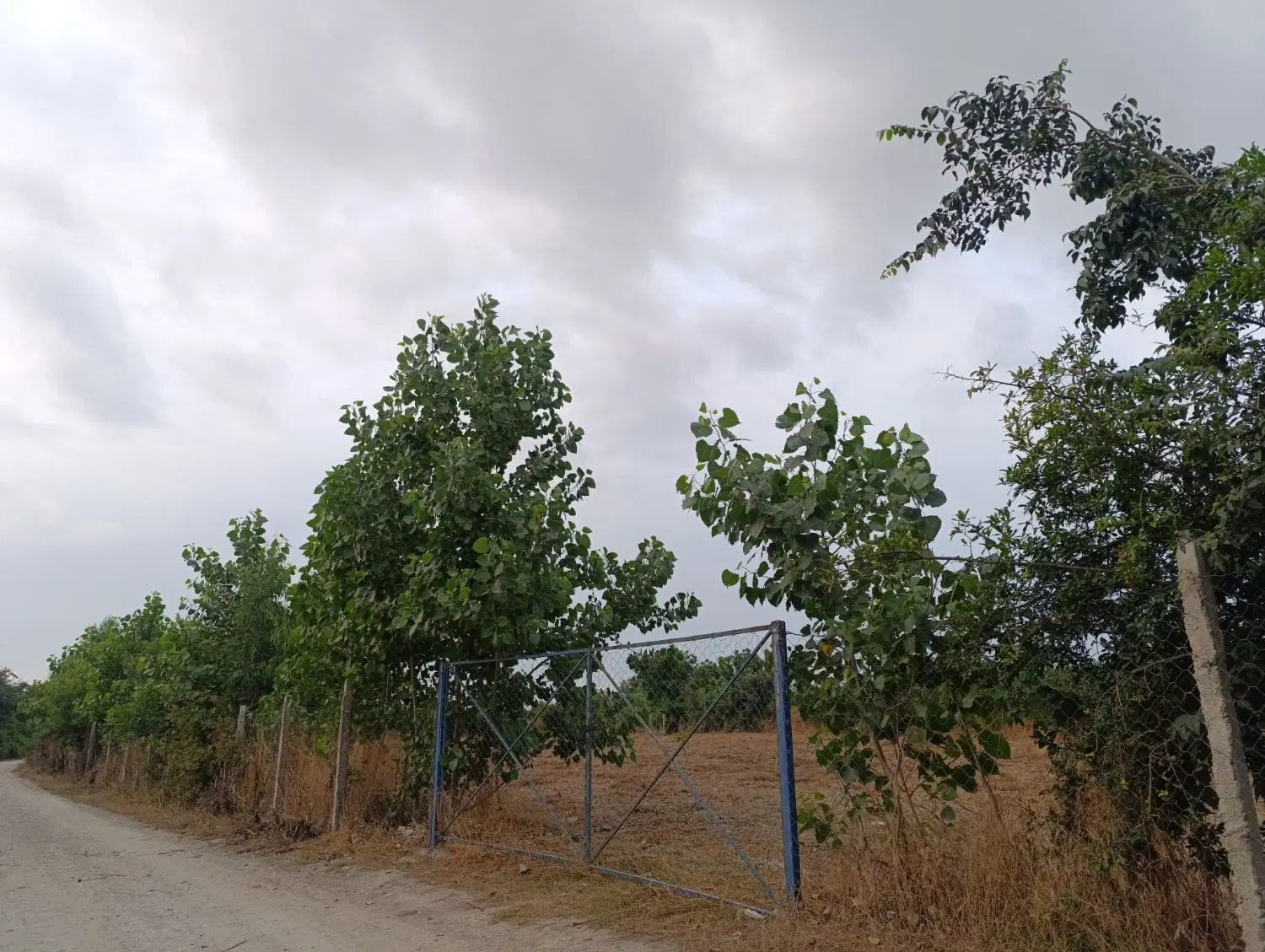 نیم هکتار زراعی