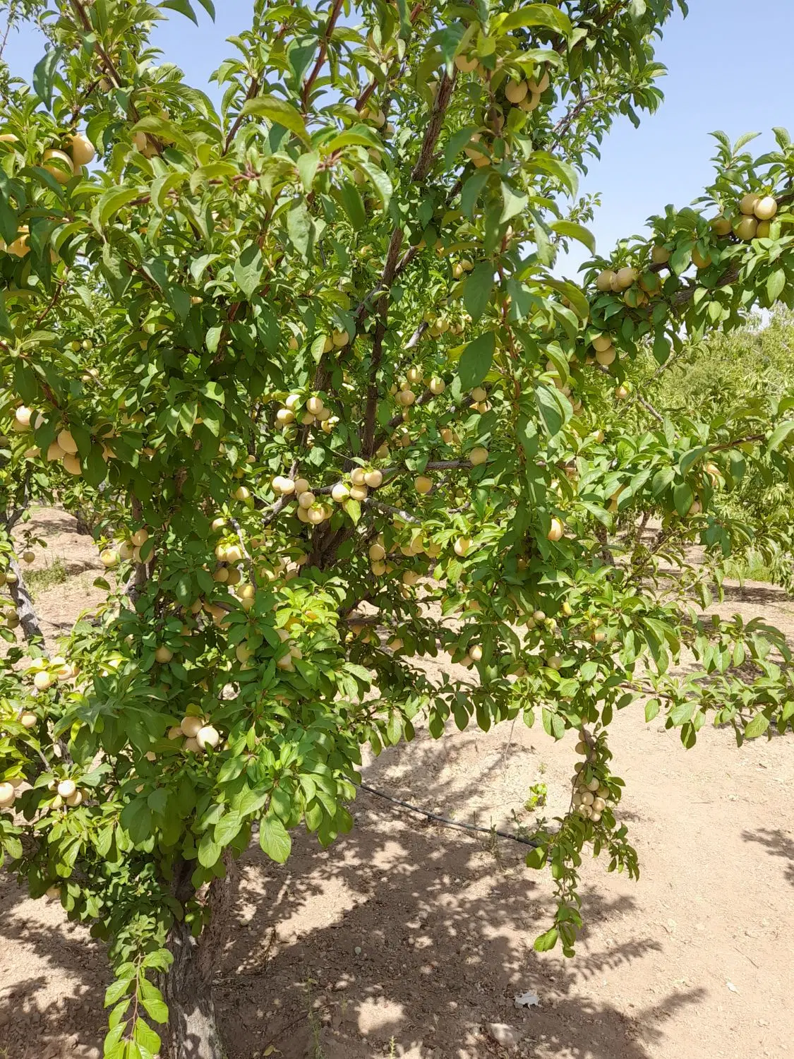 باغ بادام
