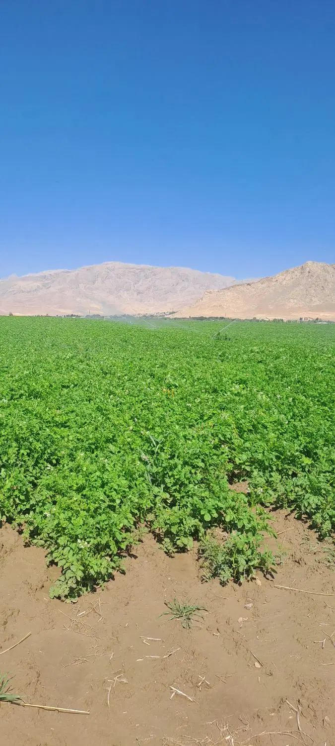 ۱۷ هکتار زمین مرغوب درجه یک خاک حاصلخیز