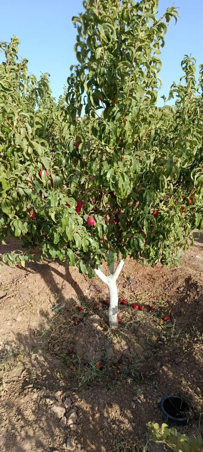 فروش خانه باغ 1050متری دهنه 36 در روستای اینگیجه