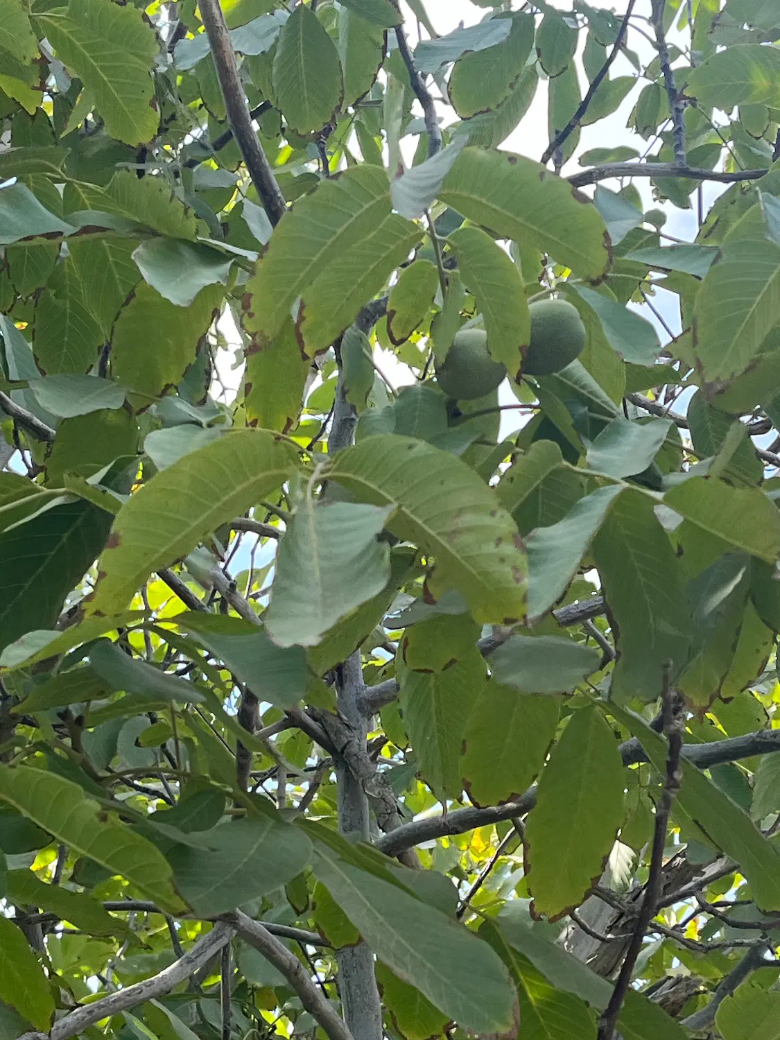باغ درنوبران روستای خوش آب وهوا
