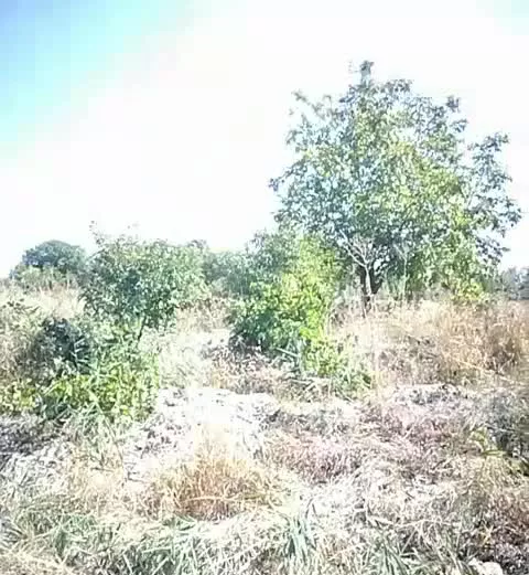 باغ گردو و انگور