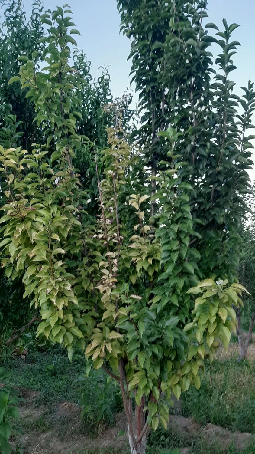 باغ ۱۰۰۰ متری در کمر بندی سراب