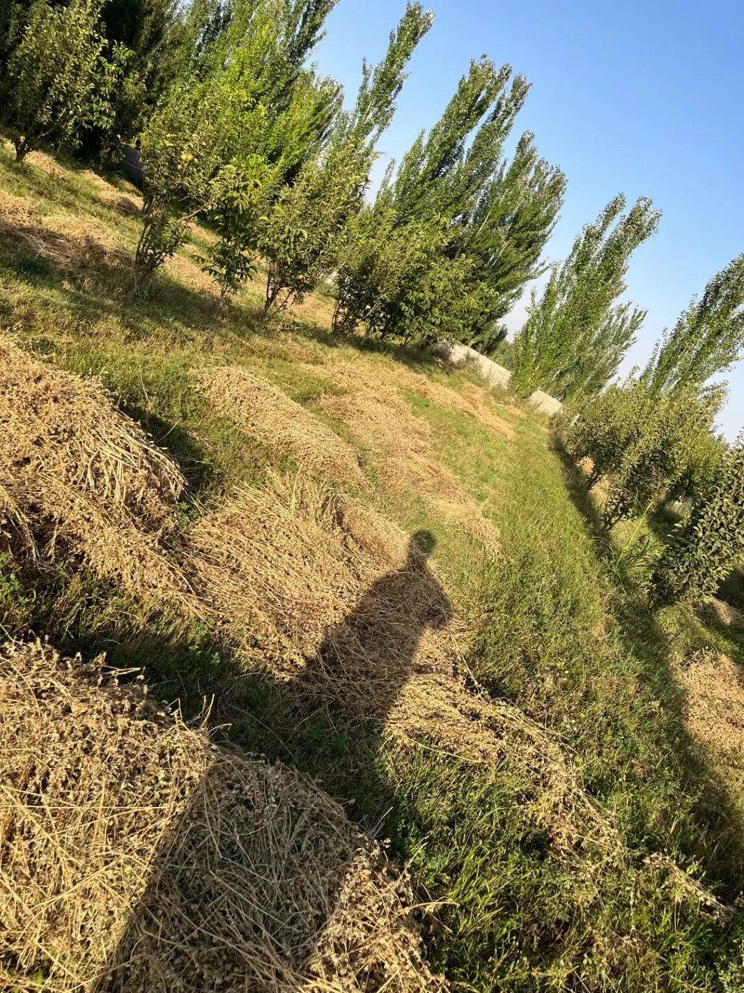یک قطعه باغ
