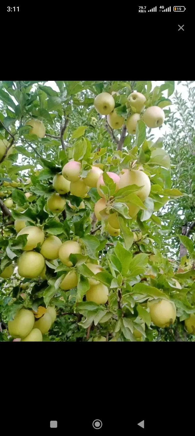 اجاره باغ سیب سفید و قرمز