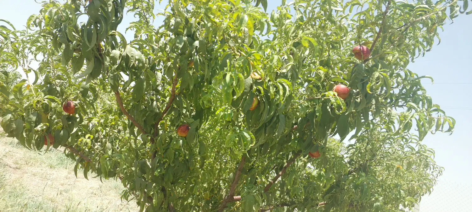 فروش باغ در حشمت آباد