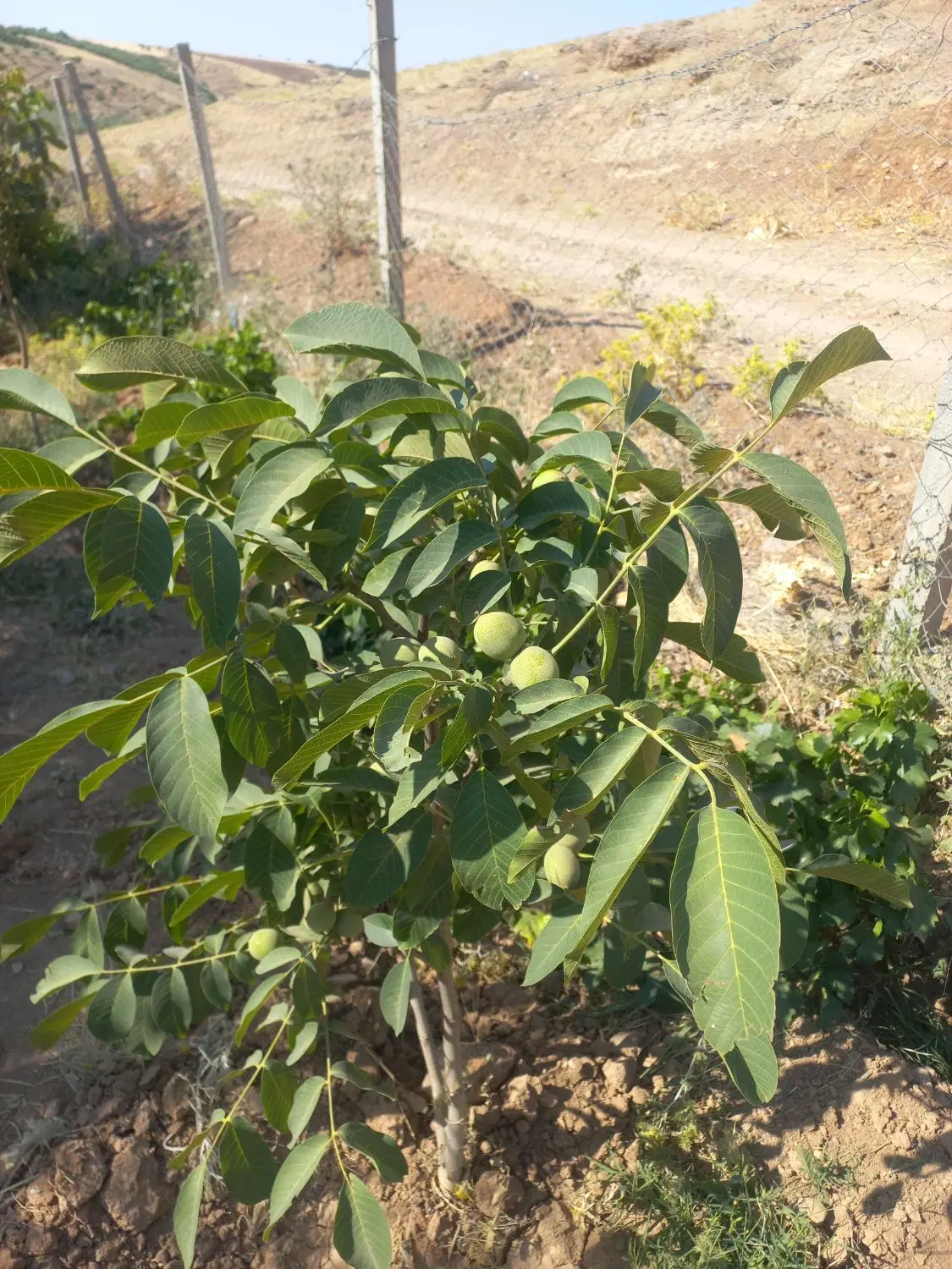 باغ جاده ونایی