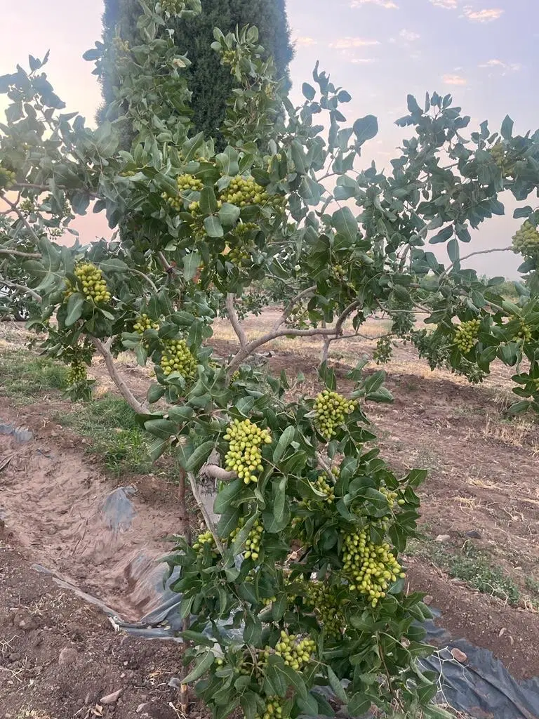 باغ پسته