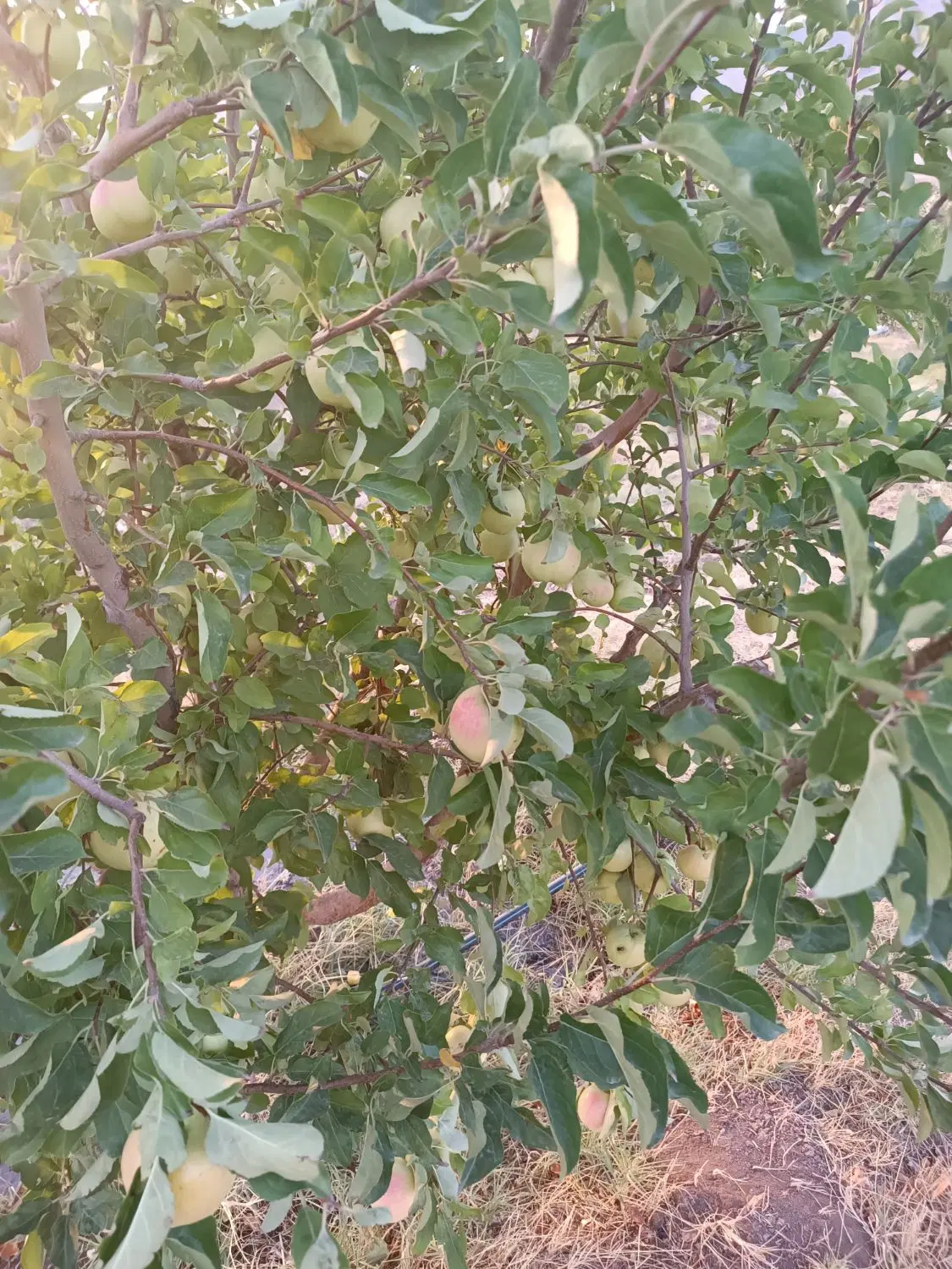 اجاره باغ سیب