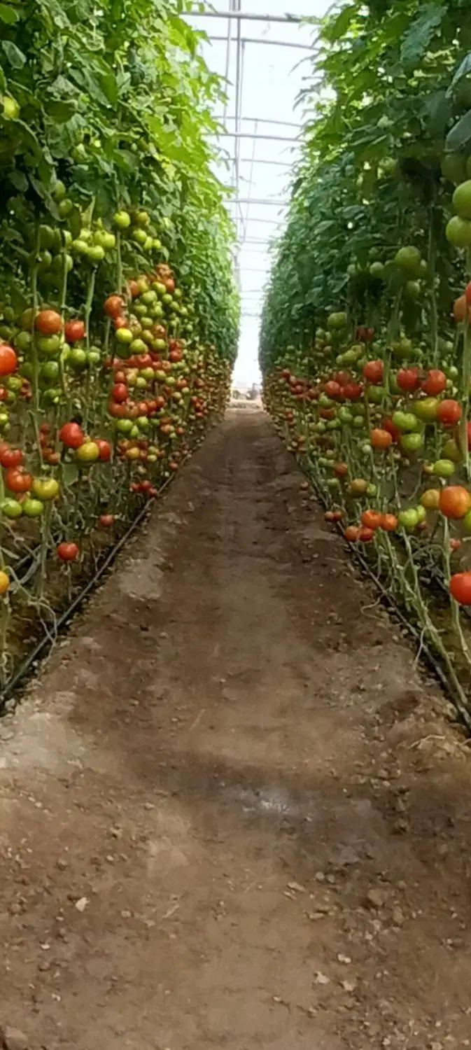 فروش گلخانه در یامچی
