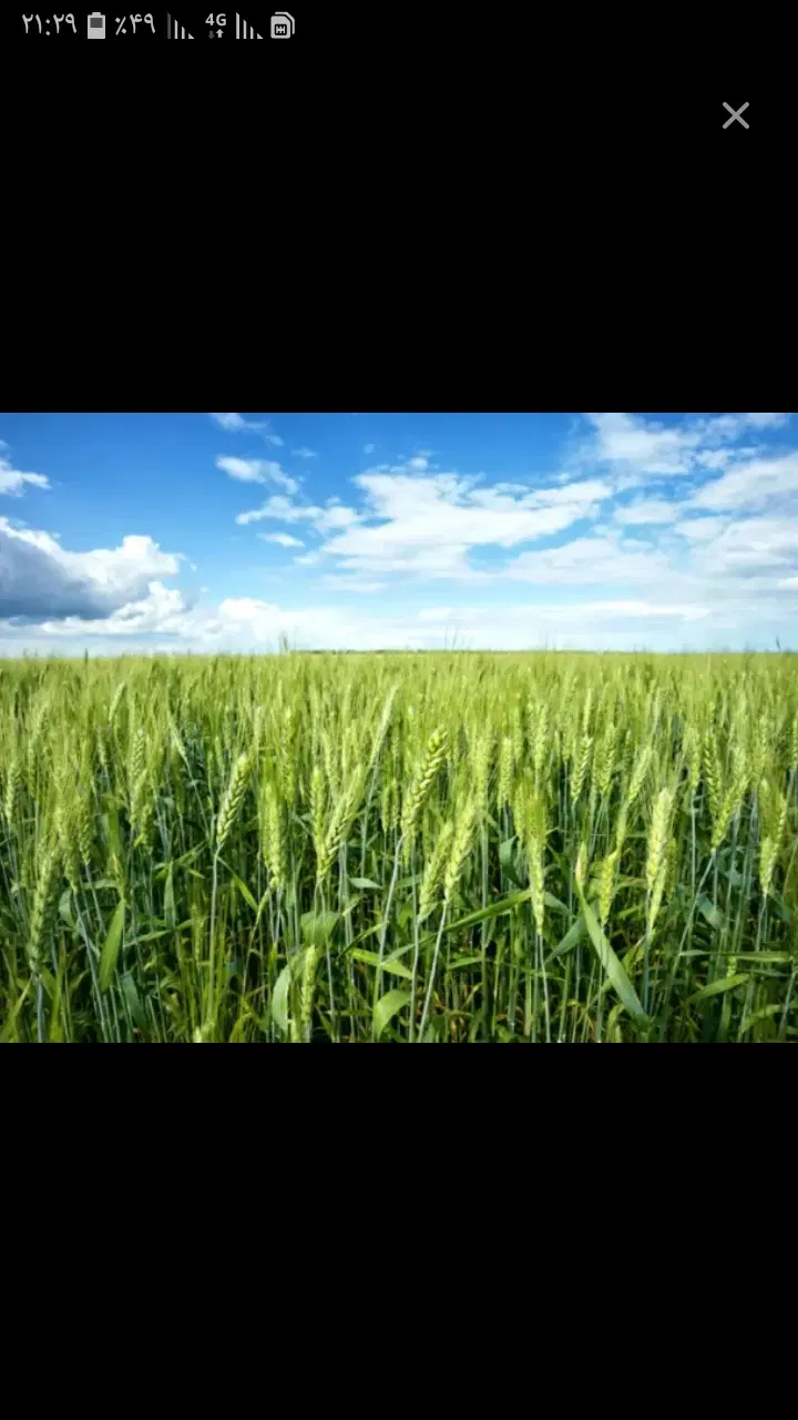 اجاره یا شریکی زمین کشاورزی