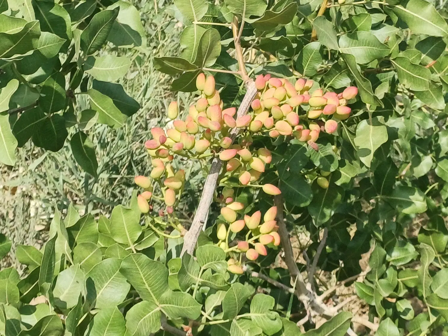 باغچه پسته ۱۰۰۰ متری