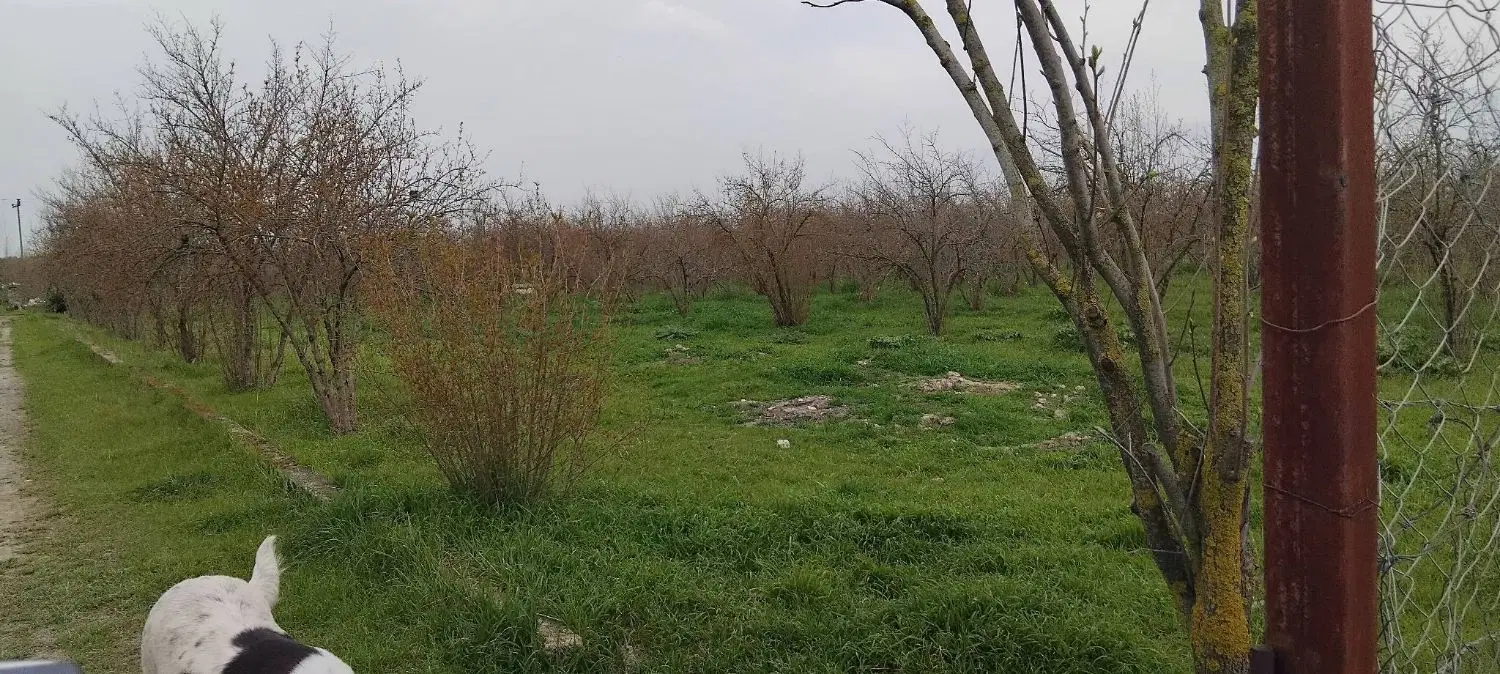 باغ انار