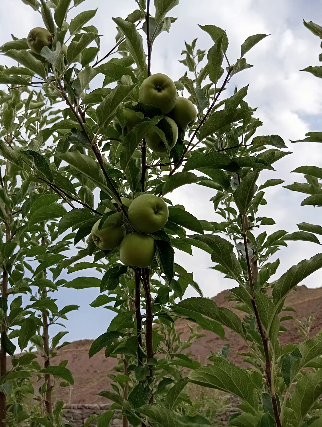 زمین کوهپایه