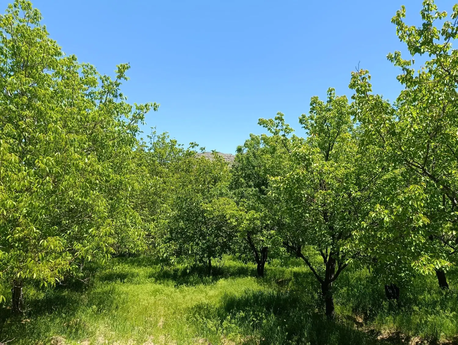 فروش زمین