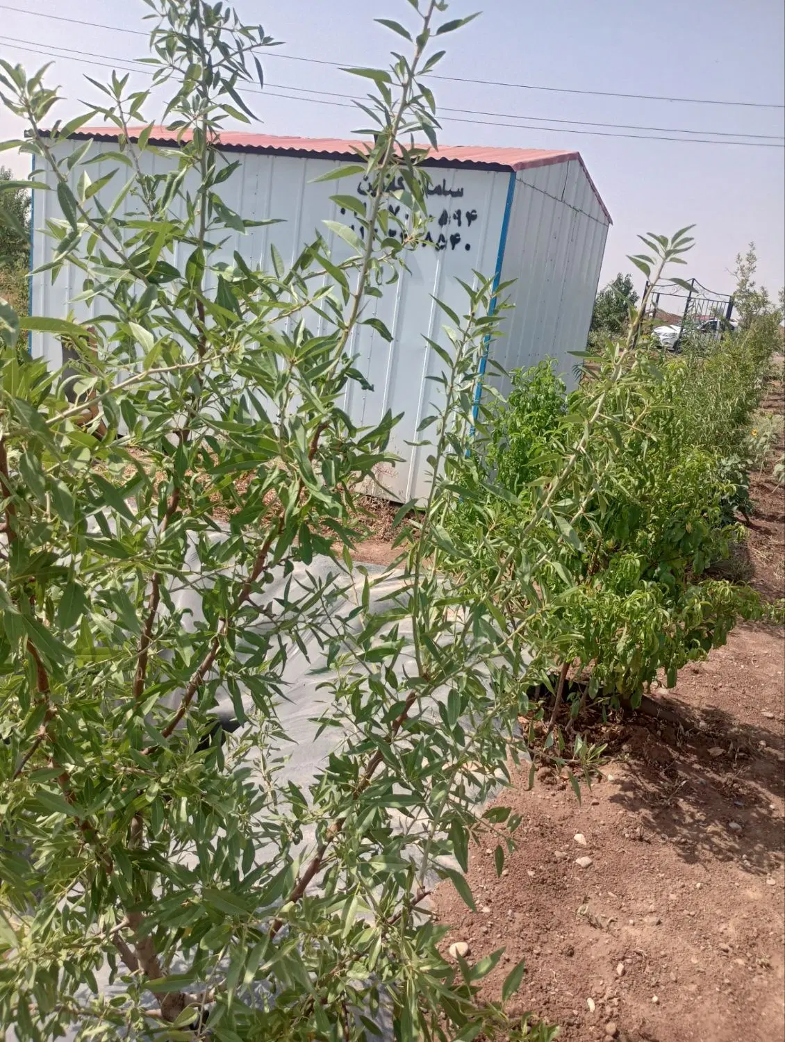 باغ