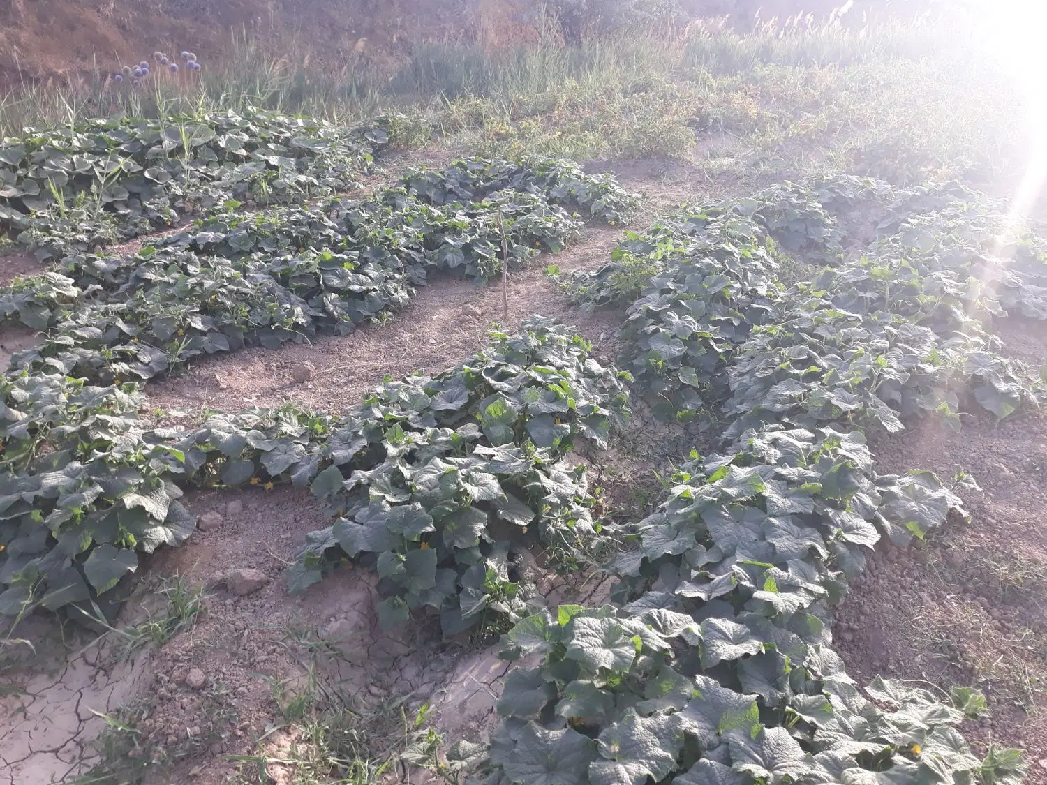 باغ مرزیجران