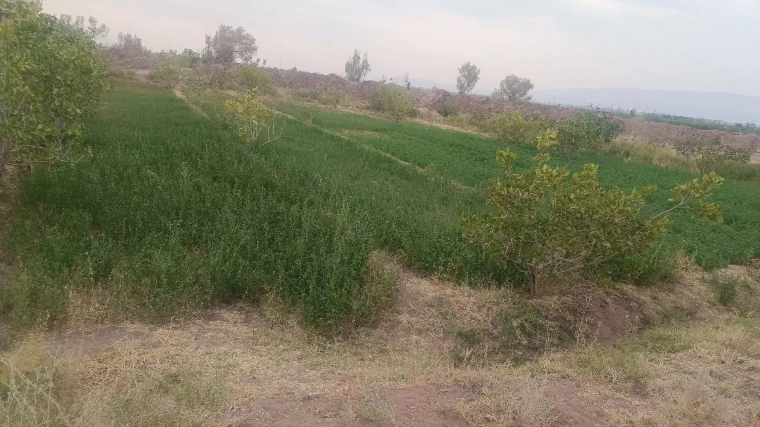 زمین کشاورزی در باقراباد