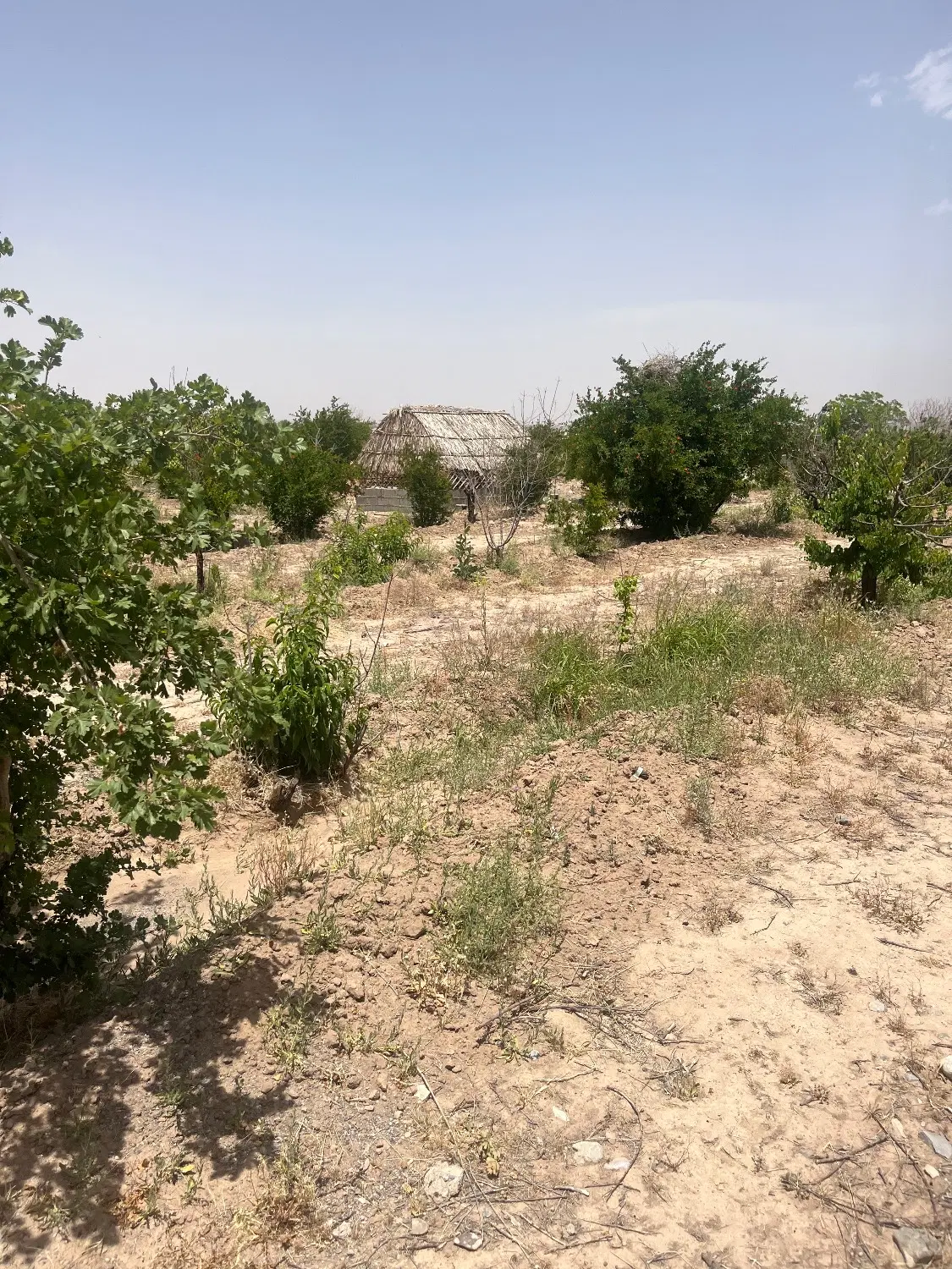 زمین باغی