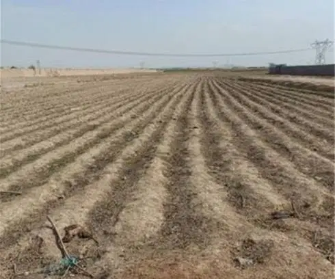 اجاره گیر زمین کشاورزی دیم