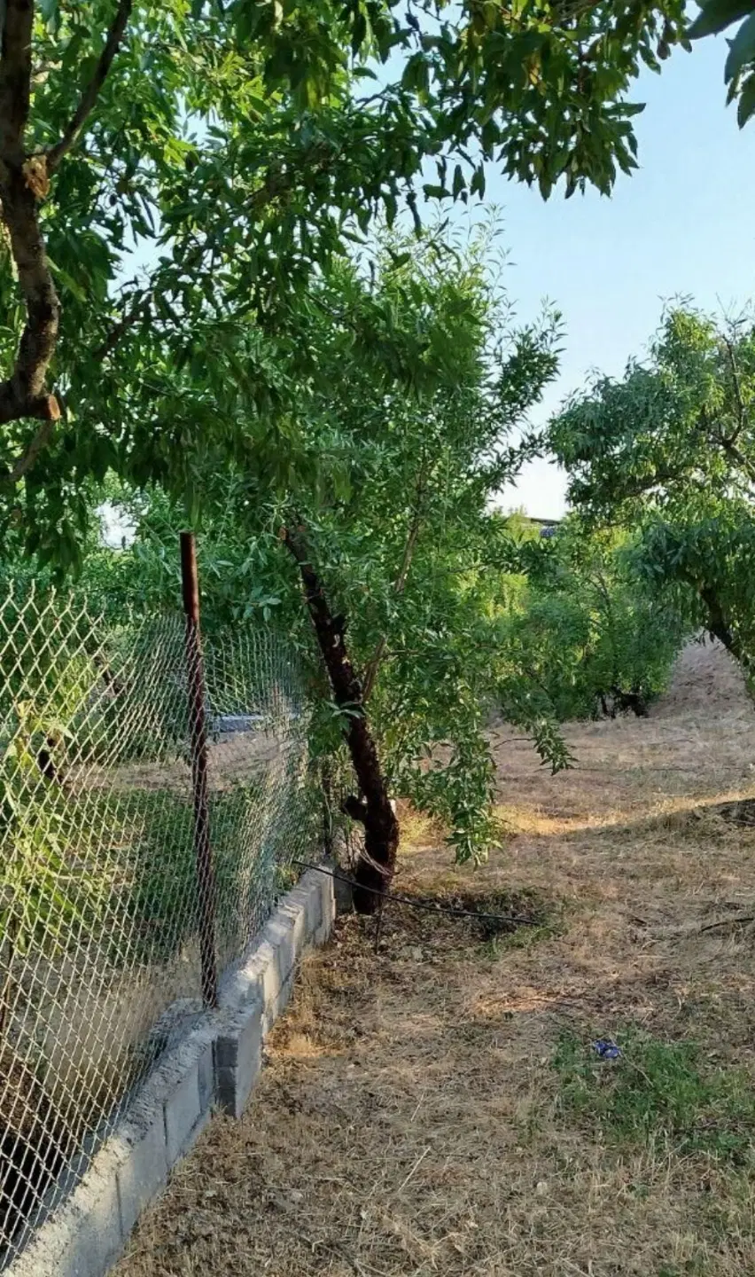 خرید و فروش باغ، ویلا، زمین باغی و باغچه