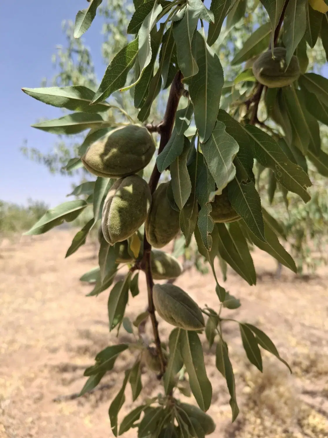 باغ کشاورزی بروجن سیایرد