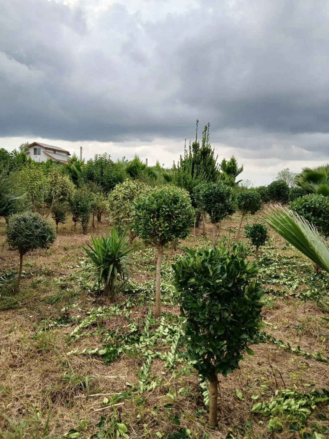 فروش زمین مسکونی