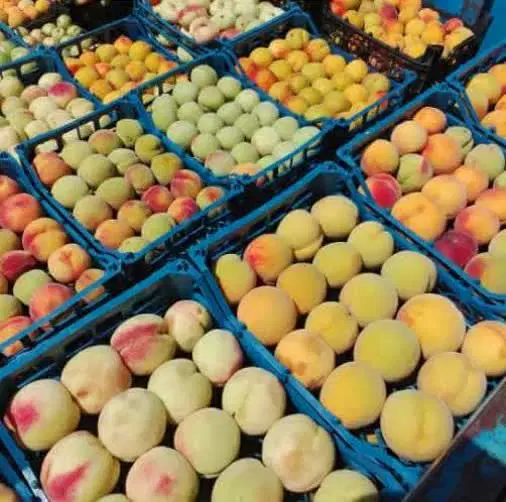 ۱۰ قطعه باغ میوه ۵۰۰ متری در شهریار